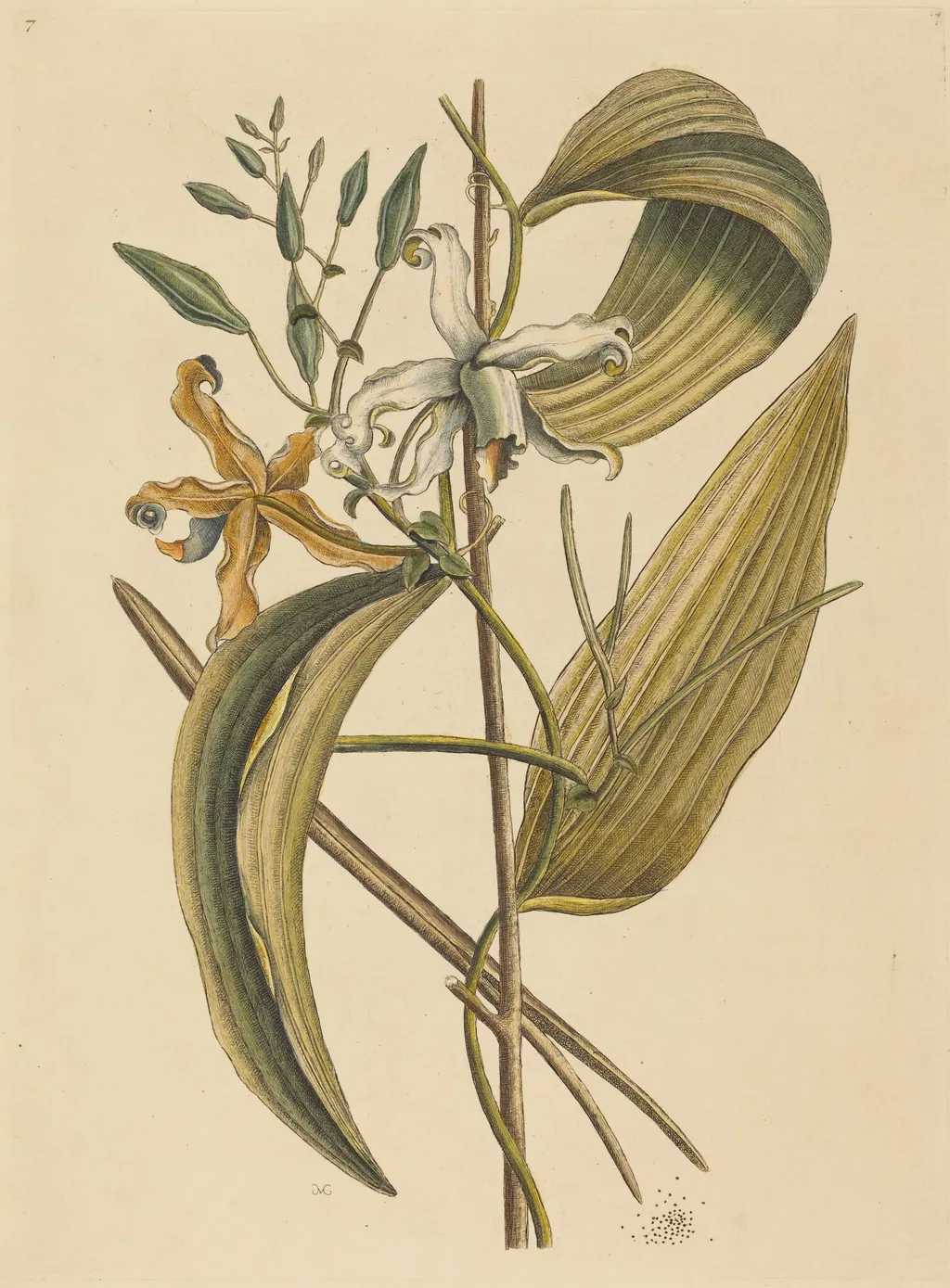The Vanelloe (Epidendrum Vanilla), by Mark Catesby, ink, 1737