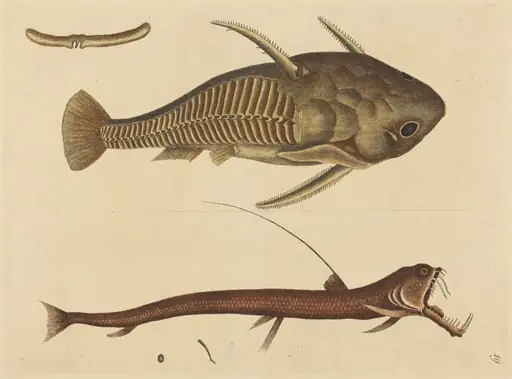The Viper-mouth (Silurus cataphractus), by Mark Catesby