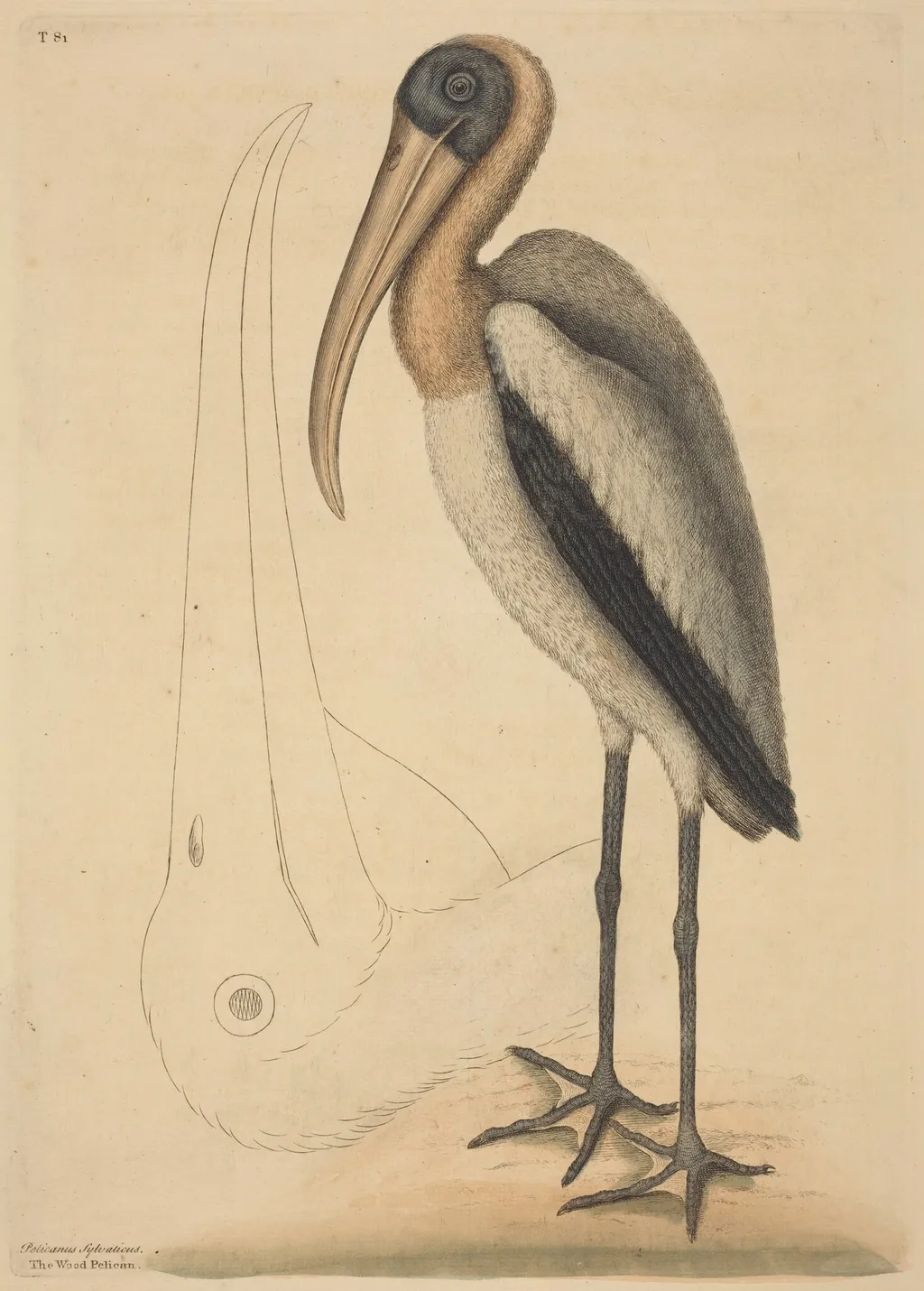 The Wood Pelican (Tantalus Loculator), by Mark Catesby, ink, 1737