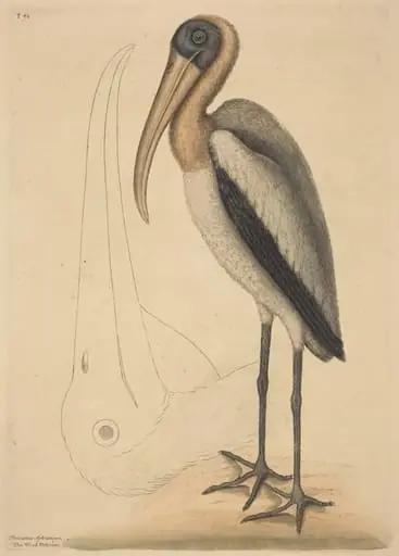 The Wood Pelican (Tantalus Loculator), by Mark Catesby