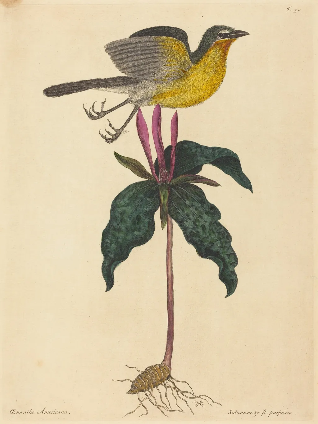 The Yellow-breasted Chat, by Mark Catesby, ink