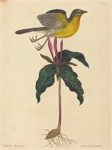 The Yellow-breasted Chat, by Mark Catesby