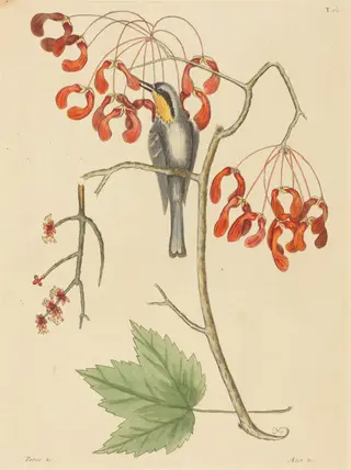The Yellow Throated Creeper, by Mark Catesby