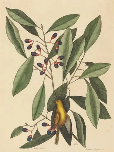 The Yellow Titmouse (Motacilla trochilus), by Mark Catesby