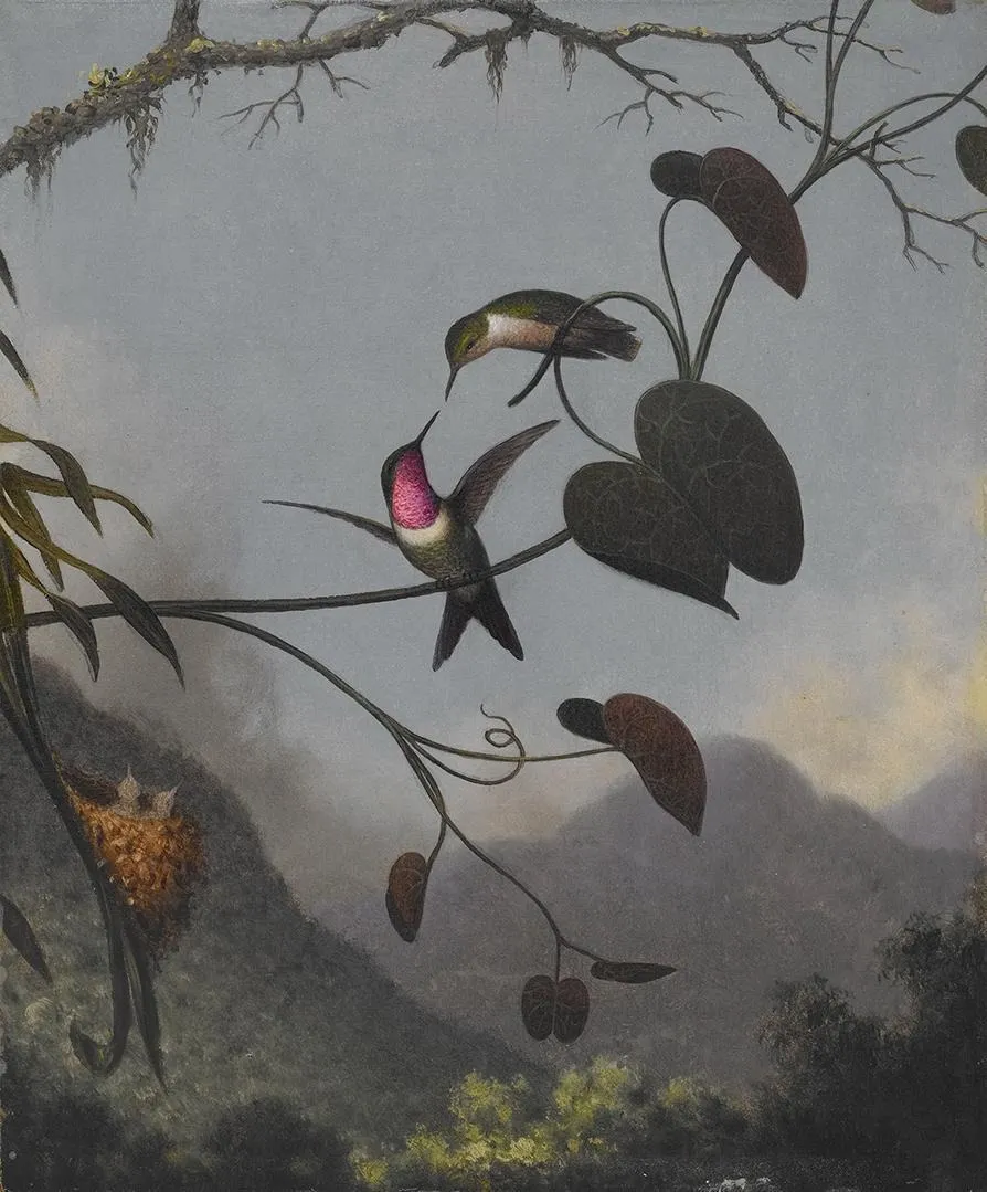 Amethyst Woodstar, by Martin Johnson Heade, oil, 1863