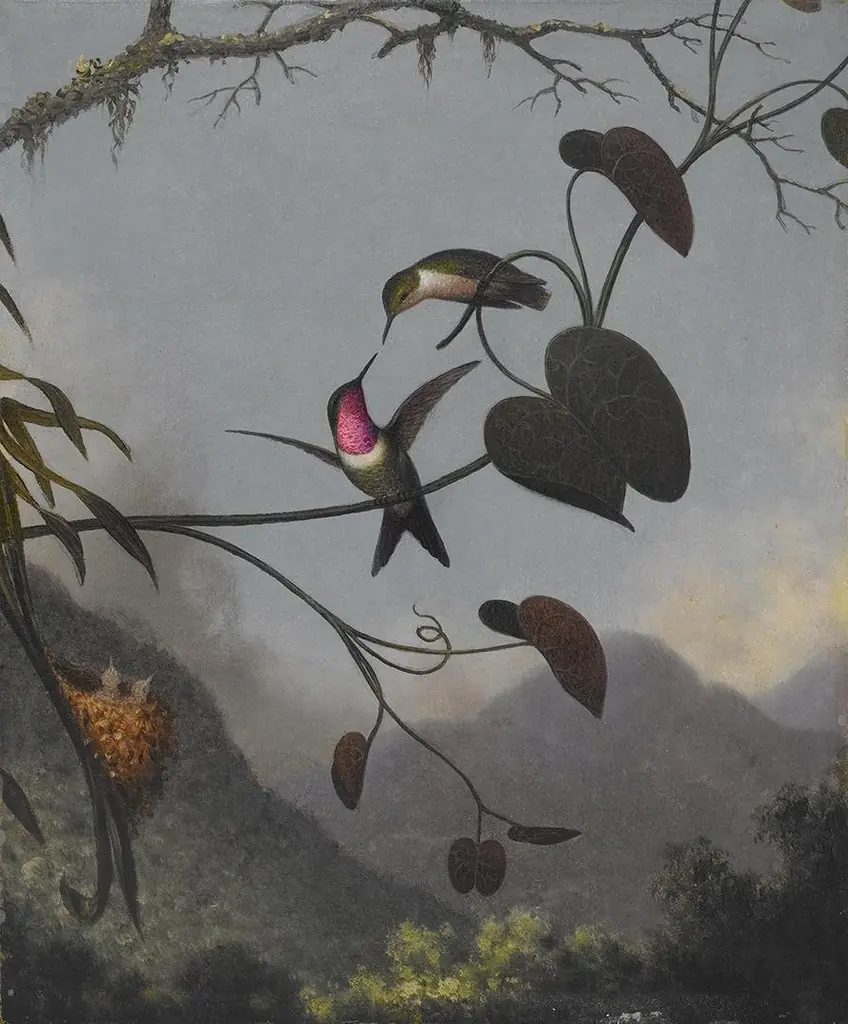 Amethyst Woodstar, by Martin Johnson Heade