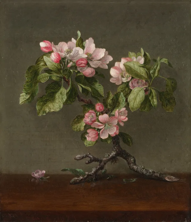 Apple Blossoms