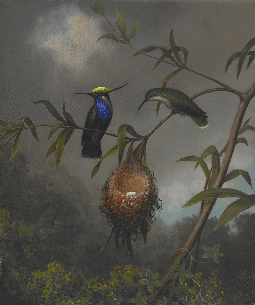 Black-breasted Plovercrest, by Martin Johnson Heade