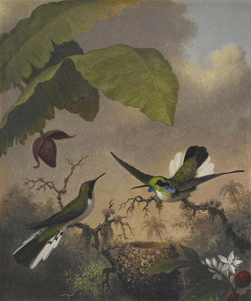 Black-eared Fairy, by Martin Johnson Heade