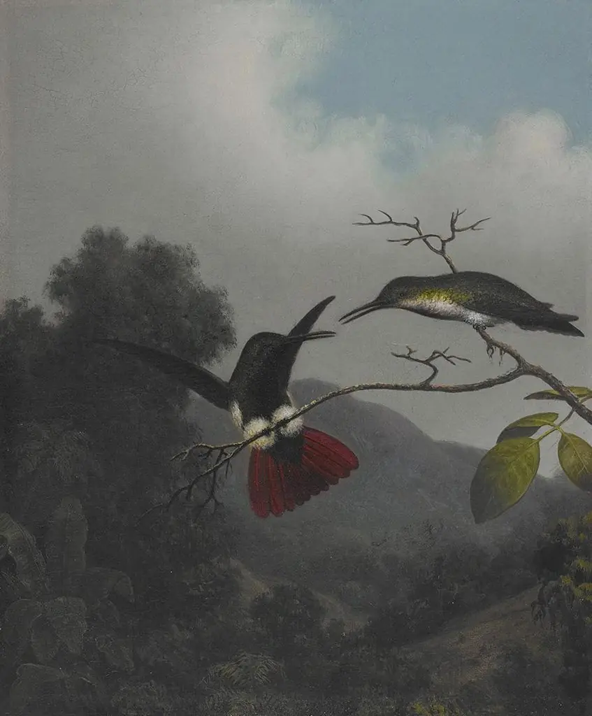 Black-throated Mango, by Martin Johnson Heade