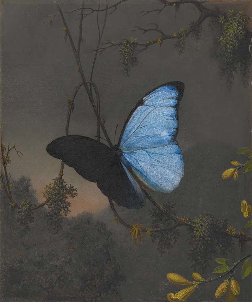 Blue Morpho Butterfly, by Martin Johnson Heade