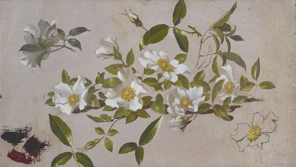 Branches of Cherokee Roses, by Martin Johnson Heade