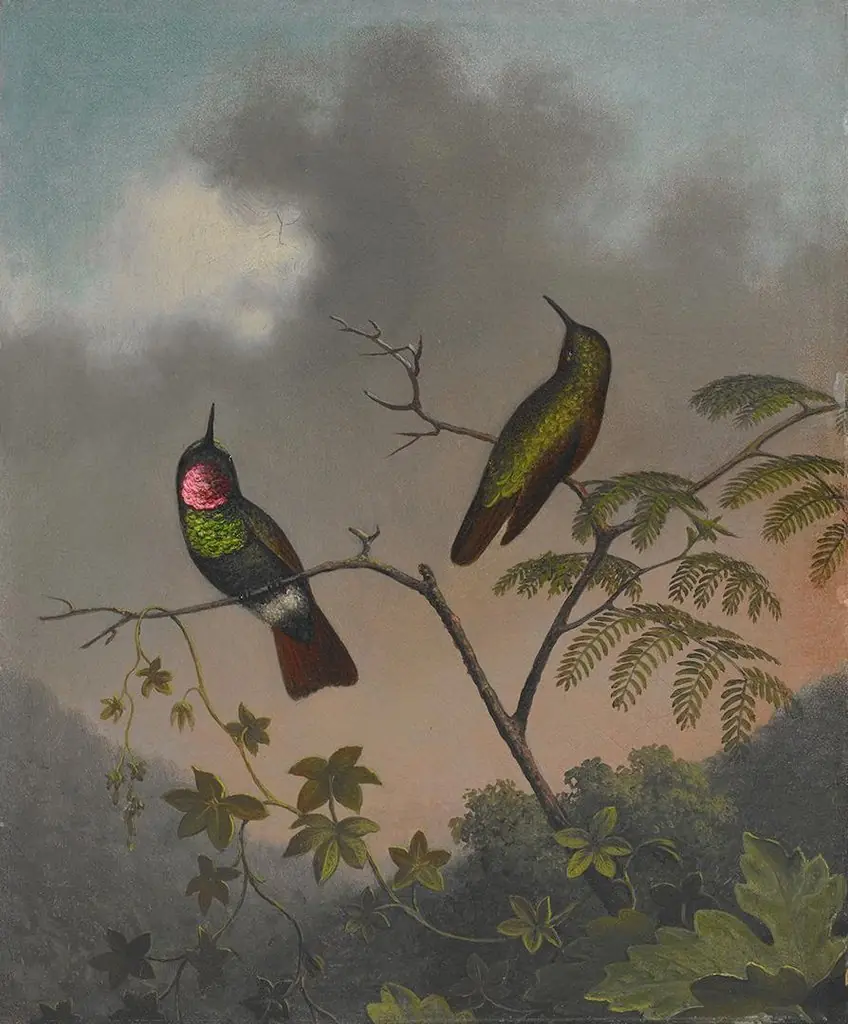 Brazilian Ruby, by Martin Johnson Heade