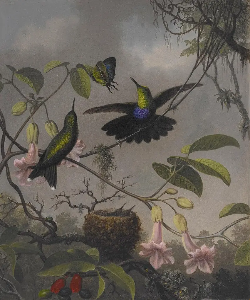 Fork-tailed Woodnymph, by Martin Johnson Heade