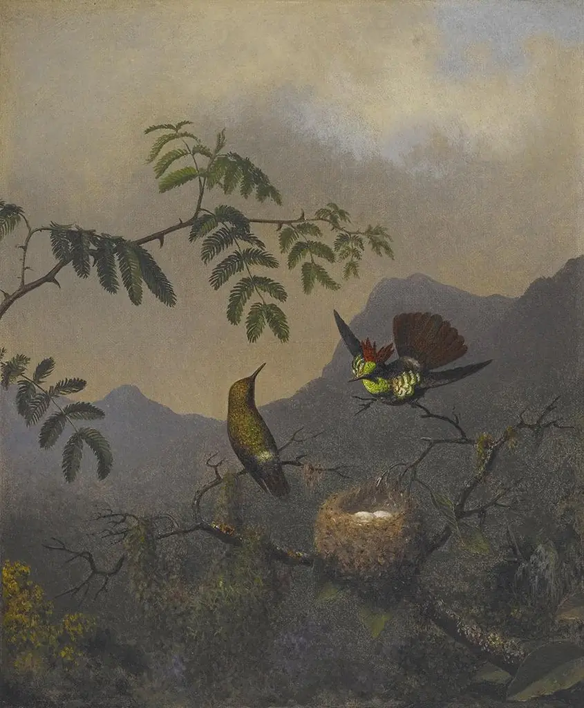 Frilled Coquette, by Martin Johnson Heade
