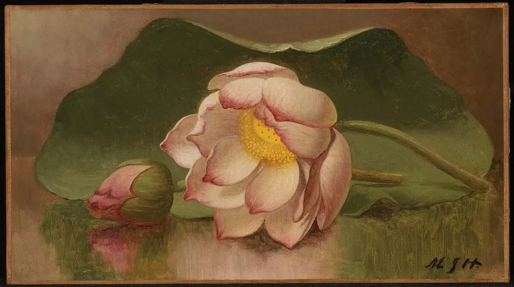 Lotus Blossom, by Martin Johnson Heade