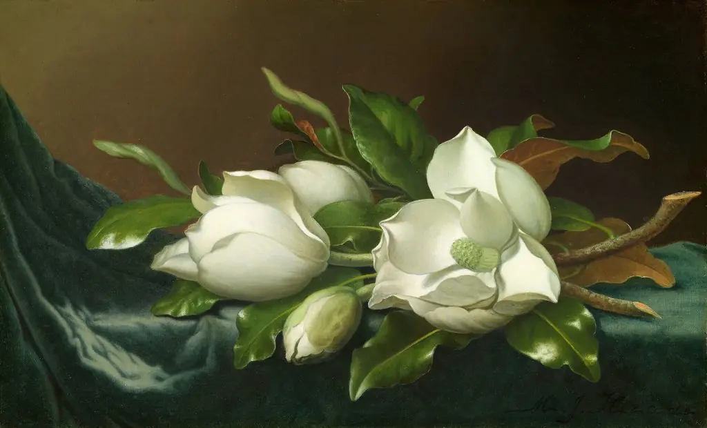 Magnolias on Light Blue Velvet Cloth, by Martin Johnson Heade