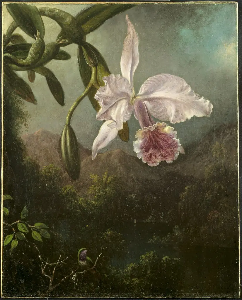 Orchid Blossoms, by Martin Johnson Heade