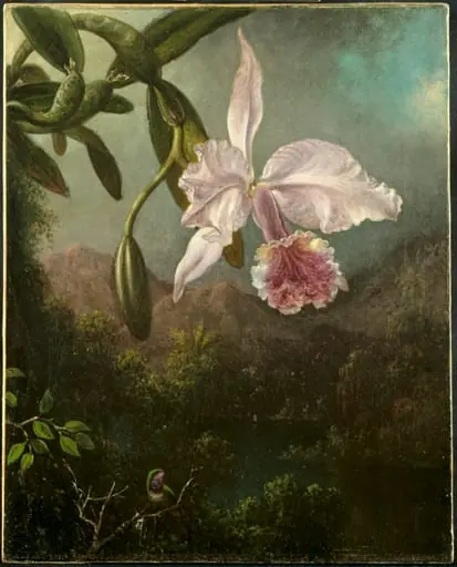 Orchid Blossoms, by Martin Johnson Heade