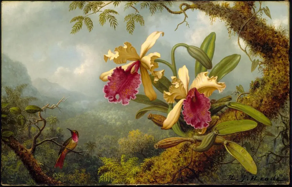 Orchids and Hummingbird, by Martin Johnson Heade