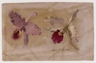 Study of Lealia Purpurata and Another Orchid, by Martin Johnson Heade, 1870
