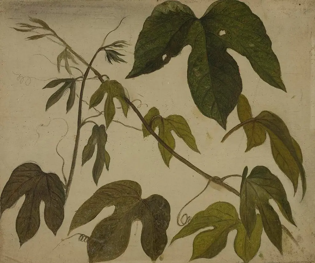 Study of Passion Flower Leaves, by Martin Johnson Heade