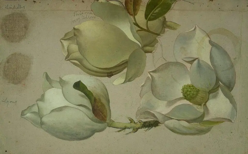 Study of Three Magnolia Blossoms, by Martin Johnson Heade