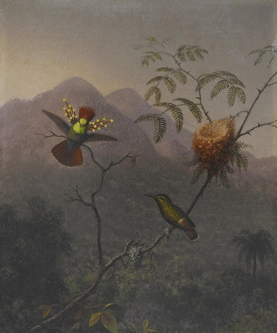 Tufted Coquette, by Martin Johnson Heade, oil, 1863