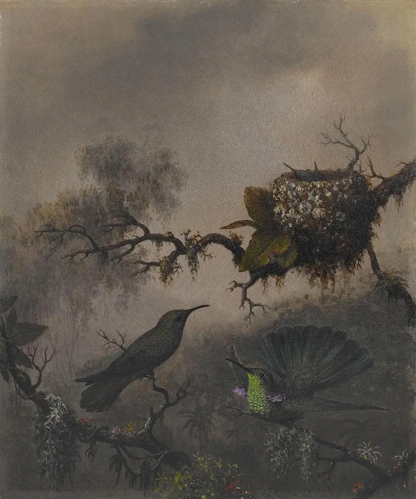 White-vented Violet-ear, by Martin Johnson Heade