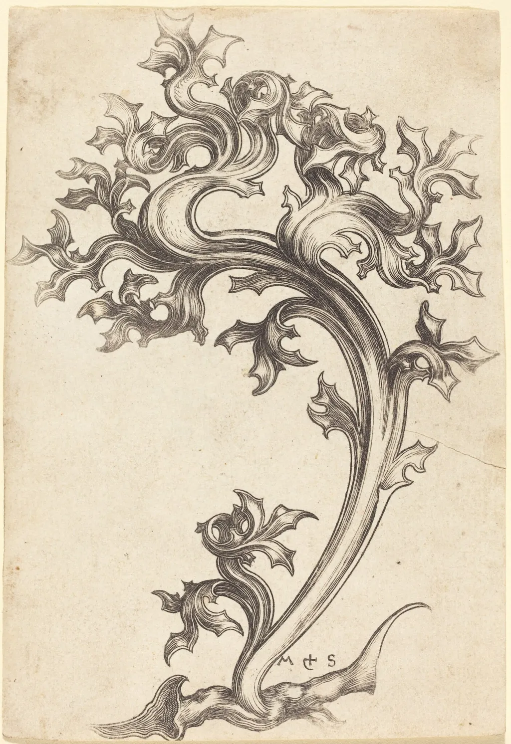 Thistle Ornament, by Martin Schongauer, ink, 1470