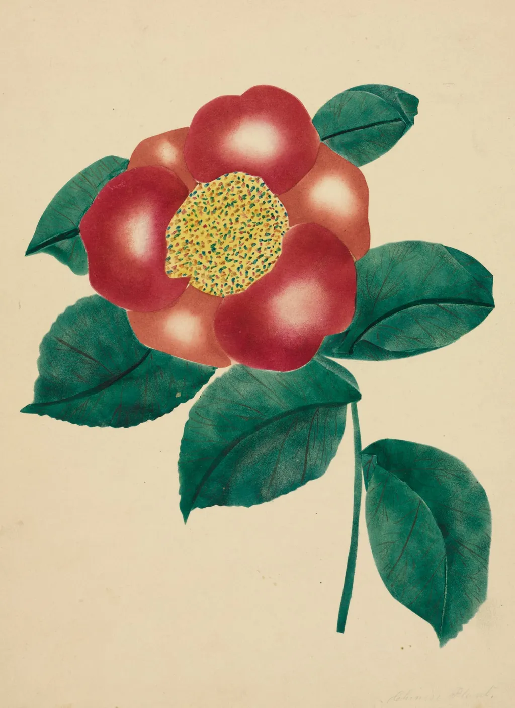 Chinese Flower, by Mary Altha Nims, 1804