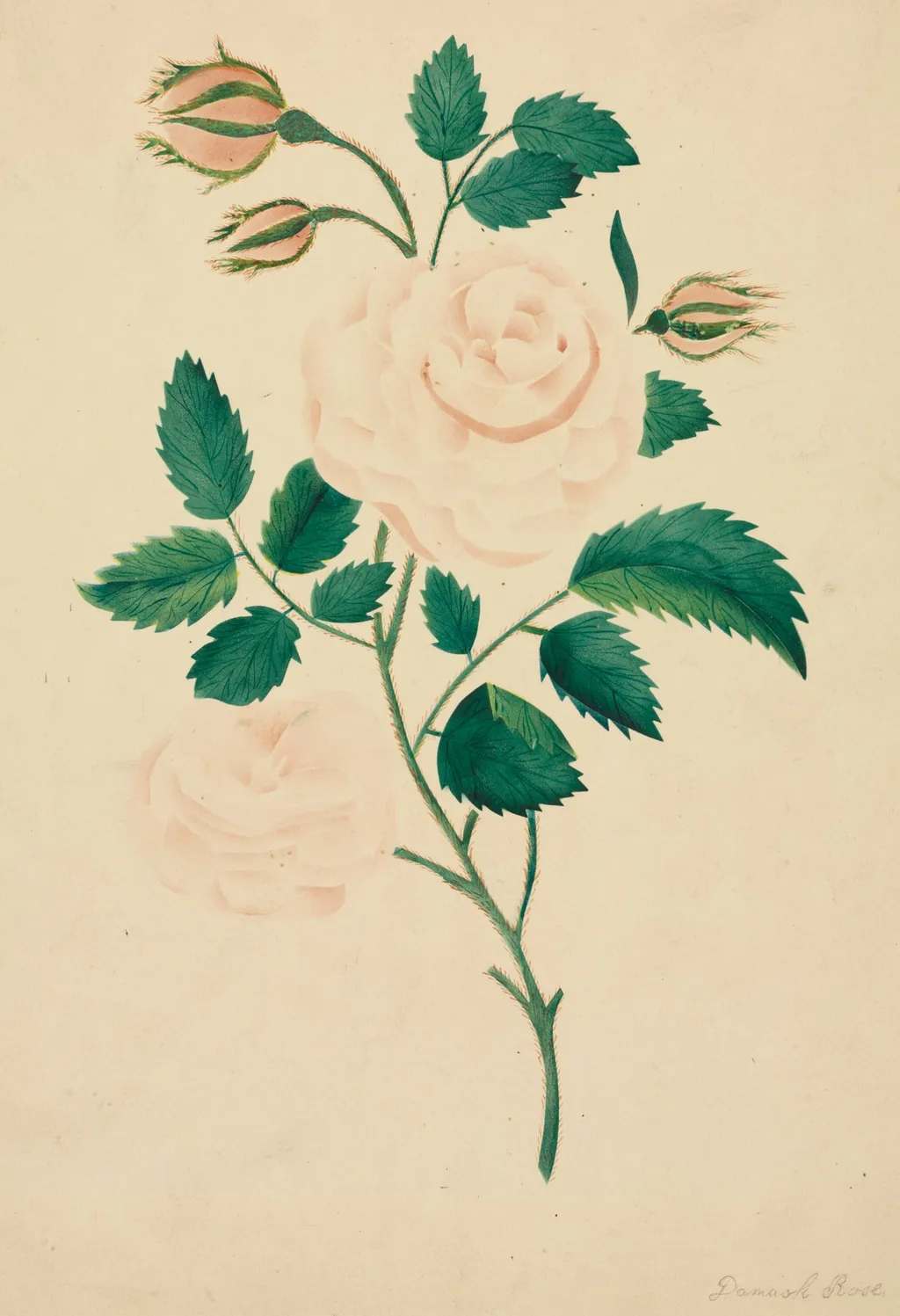 Damask Rose, by Mary Altha Nims, 1804