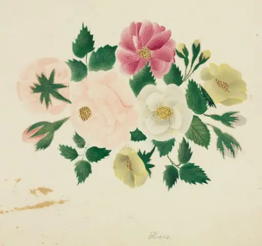 June Roses, by Mary Altha Nims