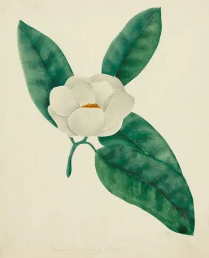 Magnolia, by Mary Altha Nims