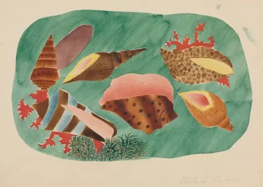 Shells in Seaweed, by Mary Altha Nims