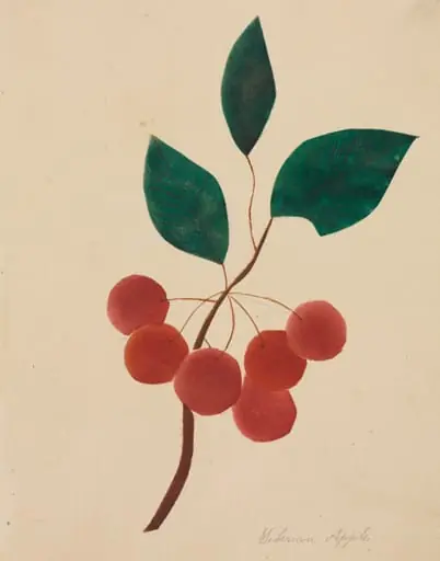 Siberian Apple, by Mary Altha Nims