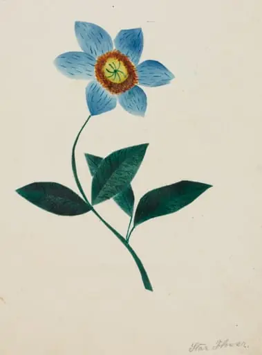Star Flower, by Mary Altha Nims