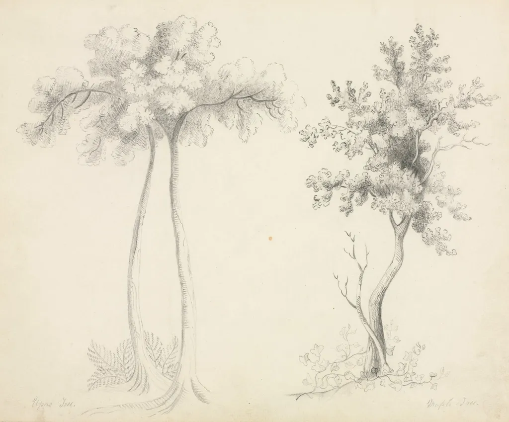 Studies of Upas and Maple Trees, by Mary Altha Nims, 1804