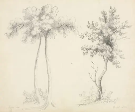 Studies of Upas and Maple Trees