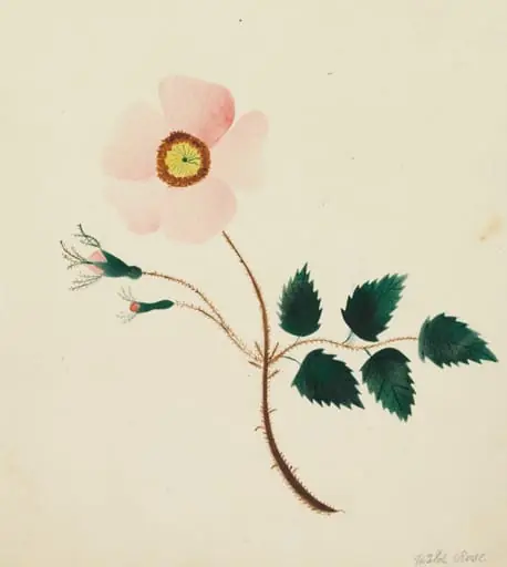 Wild Rose, by Mary Altha Nims