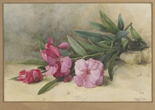 Oleander Blossom