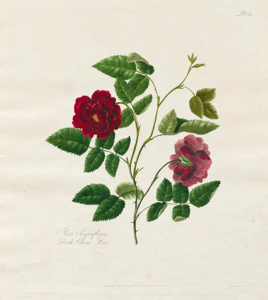 A Collection of Roses from Nature: Dark China Rose, by Mary Lawrance, 1799