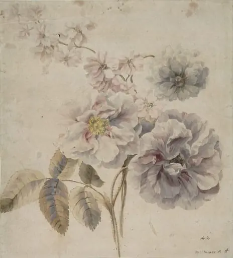 Roses, and other flowers, by Mary RA Moser