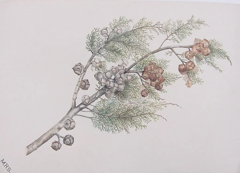 Cypress Bough, by Mary Russell Smith, watercolor, 1857