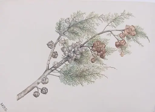 Cypress Bough, by Mary Russell Smith, 1857