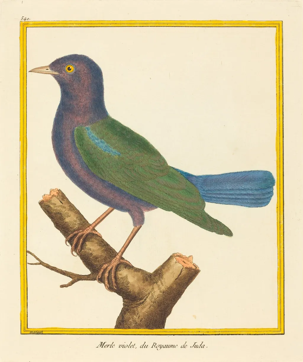 Merle Violet, du Royaume de Juda, by Matinet, ink, 1764