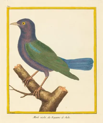 Merle Violet, du Royaume de Juda, by Matinet