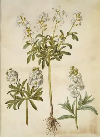 Matthiola incana (vinter-levkøj)