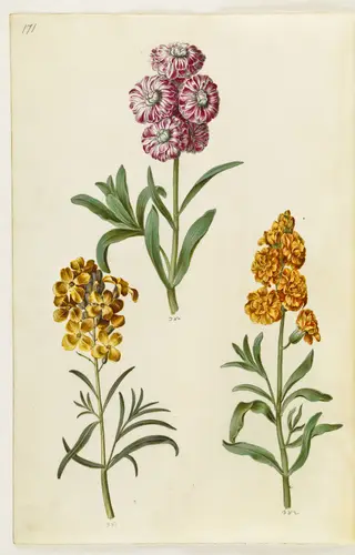 Matthiola incana (vinter-levkøj); Erysimum cheiri (gyldenlak)