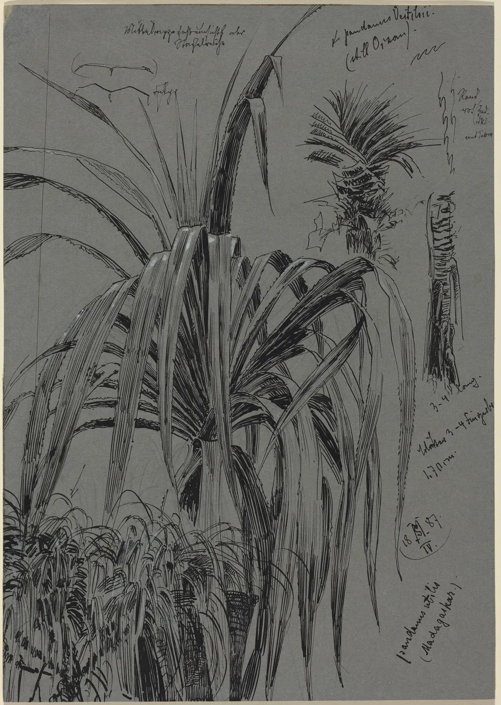 Studies of Screwpines from Madagascar, by Max Seliger, ink, 1887